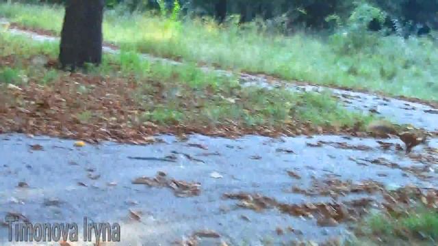 Squirrels park Artema смотреть онлайн