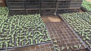 Торф или земля? Что лучше для рассады?