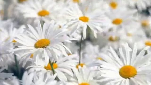 РОМАШКА ,РОМАШКА...