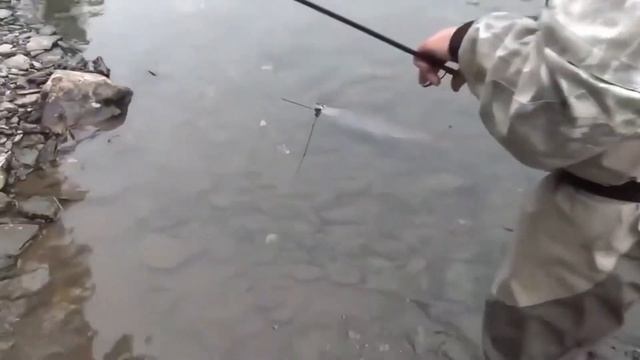 55 Таймень плавает на мелководье Таймень сломал Спиннинг Рыбалка ловля тайменя тайга Сибирь на рыба смотреть онлайн