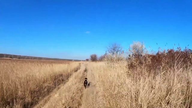 Русский охотничий спаниель ?? Немецкий охотничий курцхаар ?? смотреть онлайн