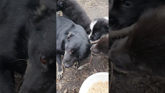 Бездомная собака привела к нам потомство. смотреть онлайн