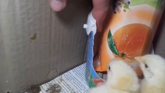 Удобный брудер для цыплят своими руками 1 смотреть онлайн