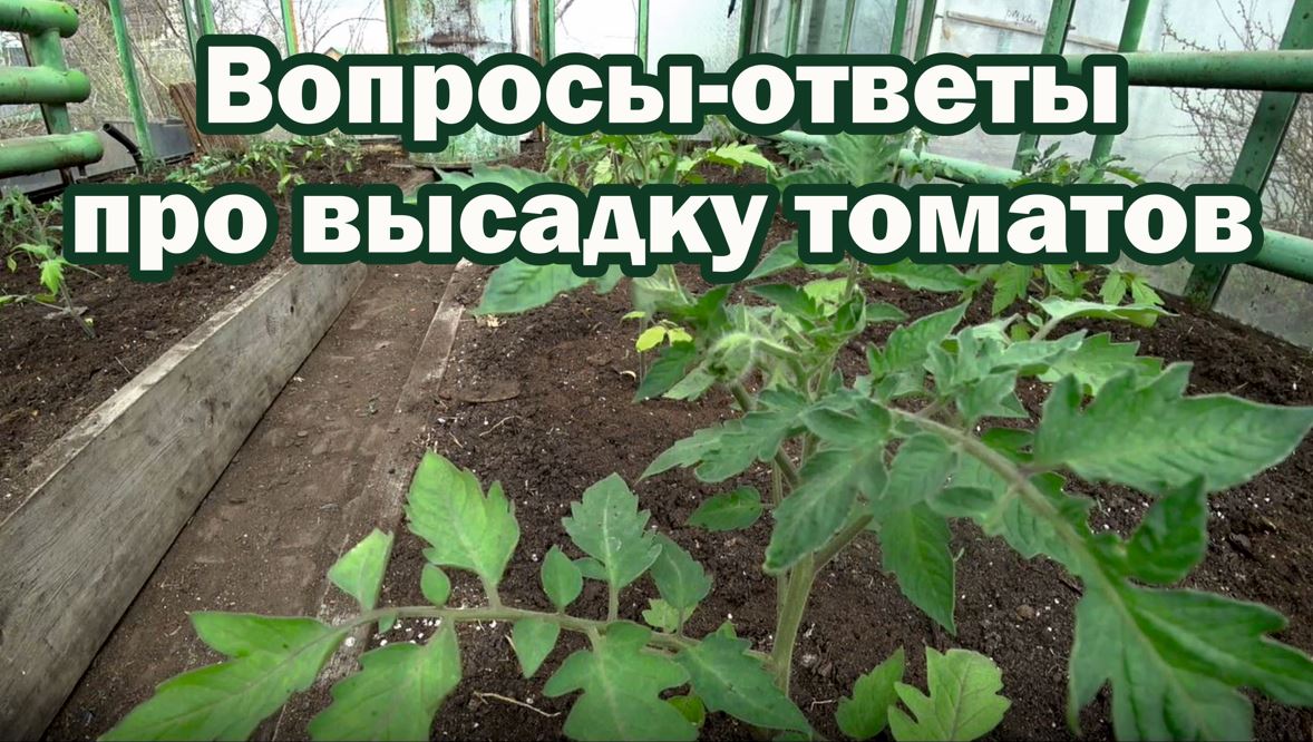 Высадка томатов в теплицу. Нюансы