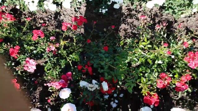 Почвопокровная роза Адалетта (Adaletta) rozapochtoi.ru смотреть онлайн