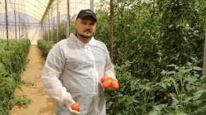 Томат Галилея F1. Hazera. Опыт выращивания. Израиль, июль 2019.