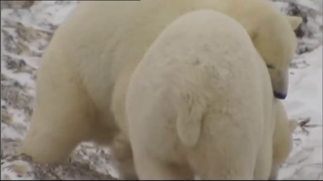 Polar Bears vs Climate Change - Go Wild смотреть онлайн