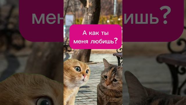 Два кота о любви #двакота #мем2024 #котики #смехюморвеселье #юмор смотреть онлайн