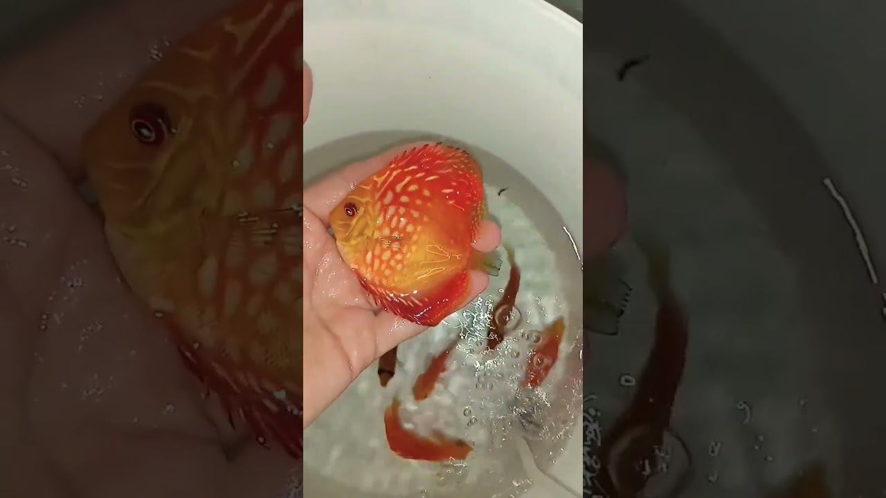 Дискусы в Ейск смотреть онлайн