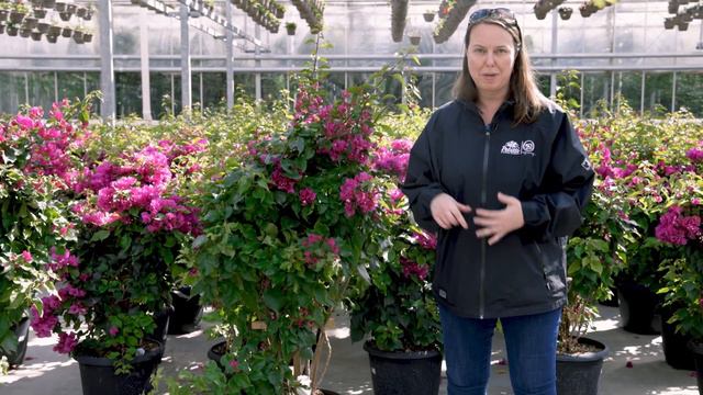 PETITTI | A Behind-the-Scenes look at Casa Verde Greenhouse - 2021 смотреть онлайн