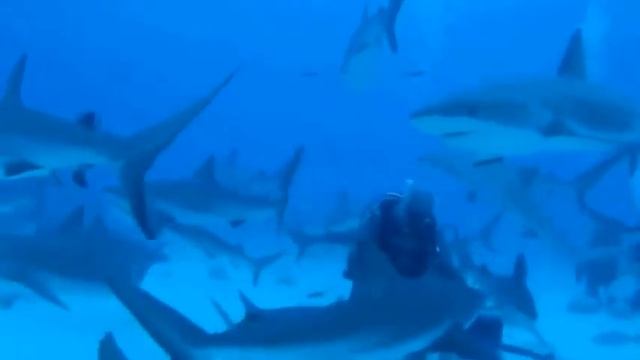 Видеокамера gopro обзор под водой смотреть онлайн