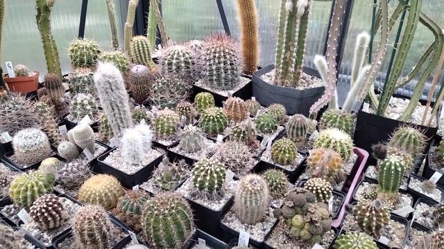 Пересадка огромного колючего кактуса.Кактусные хлопоты.Цветение моих колючек.Kakteen. смотреть онлайн