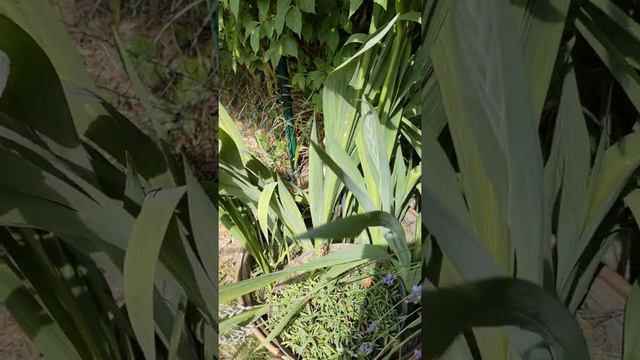 Арил ба хэрээн нүдэн Гладиолус цэцгийн жижиг үрлэн булцууг жүржний модны дор хийсэн сайхан ургав. смотреть онлайн