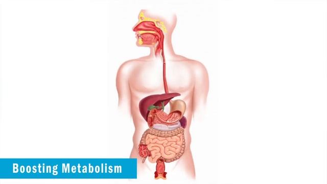 Spirulina Benefits in Hindi | Vestige Spirulina Benefits, Uses & Dosage in Hindi смотреть онлайн