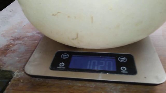 Крольчата калифорния. Сколько весит кролик? смотреть онлайн