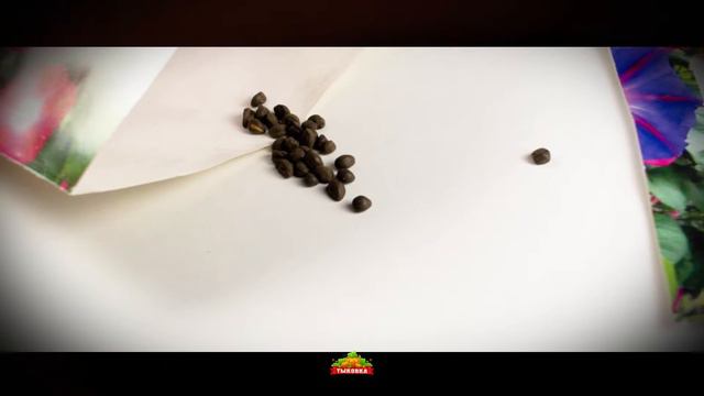 Семена " Ипомея смесь " - Тыковка смотреть онлайн