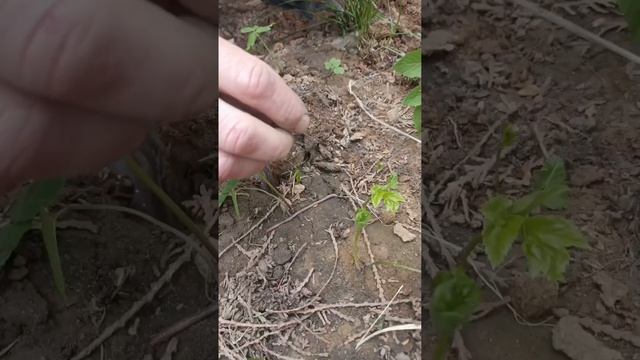 ТОП 3 ОФИГЕННЫХ СПОСОБА ДОБЫТЬ ЧЕРВЕЙ НЕ КОПАЯ ЗЕМЛЮ!