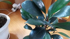 Фикус бокальчатоприлистниковый или циатистипула.