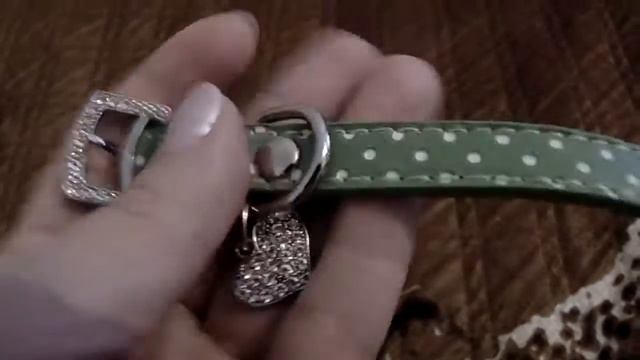 Комбинезон для собаки и ошейник с алиэкспресс. смотреть онлайн