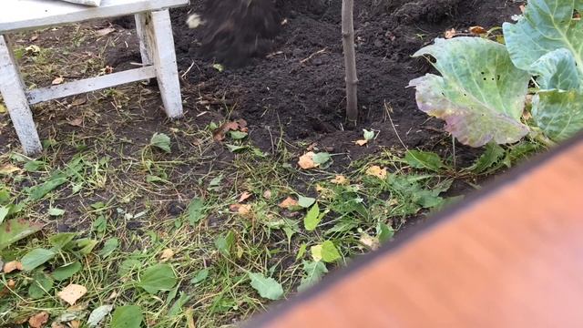 Готовлю компост сразу в грядке. Экономим время и место смотреть онлайн