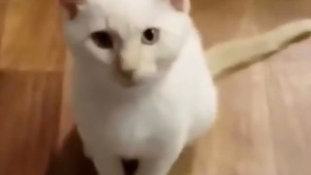 Hi herbert hut herbert is grown up смотреть онлайн