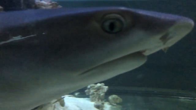 Дружелюбная акула смотреть онлайн