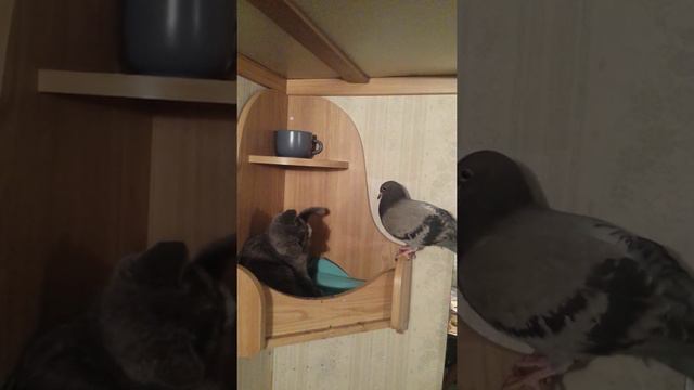голубь голубь ааа.. смотреть онлайн