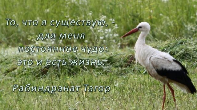 Светлячки 4 смотреть онлайн