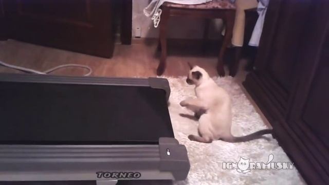 What the hell machine! / Знакомство с беговой дорожкой смотреть онлайн