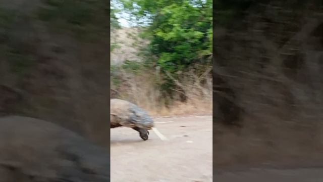 Komodo dragons are sensitive to the sound of leaves rustling#viral watch what happens😱 смотреть онлайн