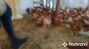 Покупка моих курочек - татарочек ))) Несушки ,породы Ломен Брау