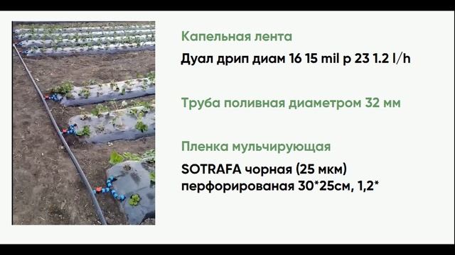 Сколько стоит грядка для клубники? Затраты и материалы для высокой грядки клубники смотреть онлайн