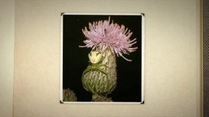 Бодяк, или осот полевой (Cirsium arvense)