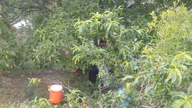 DALLO KHEL Salarzai barkana shahpur... some youngsters gathering смотреть онлайн