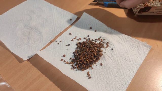 HOW TO GROW ROSE FROM SEED (from flower to new plants) 3 DIFFRENT WAYS смотреть онлайн