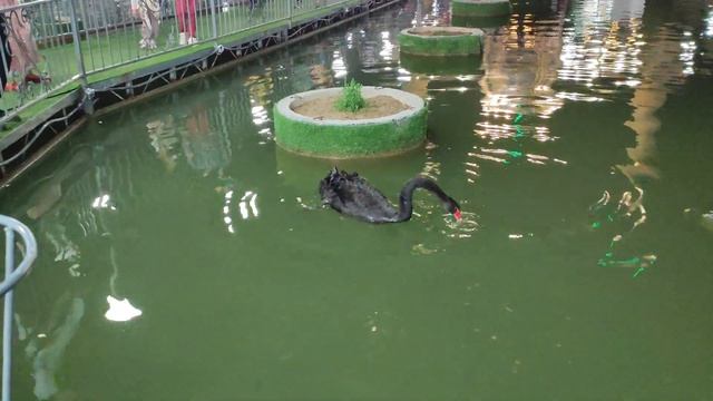 Сарыағаш судағы мешіт Saryagash City