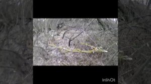 охота капканами на, лису, куницу. отличная проверка.