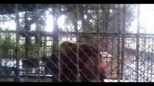 Клетка спасла смотреть онлайн