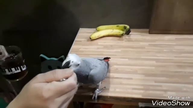 Ручной Zоопарк попугай Гоша любитель чая 2018 смотреть онлайн