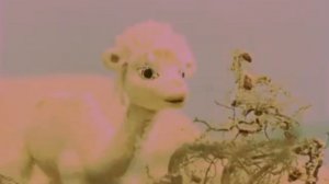 Белый верблюжонок