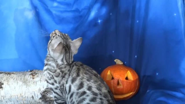 ⭐Бенгальский Серебряный Мальчик⭐