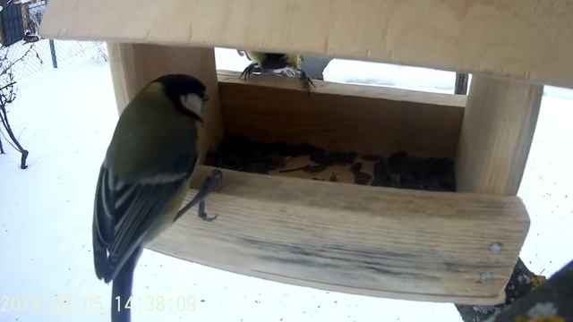 Кормление банды синичек смотреть онлайн