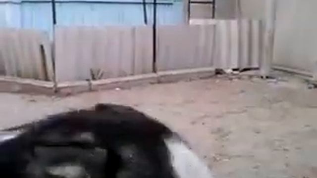 Коди Черная Стрела с Голубой Звезды и Мерлин Авис Рара смотреть онлайн