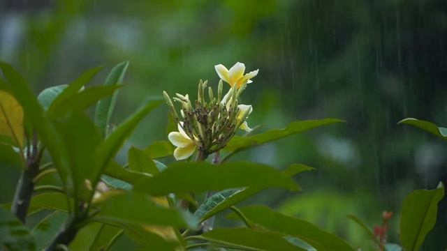 Капли дождя/Звук дождя смотреть онлайн