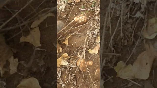 где растут валуи?! смотреть онлайн