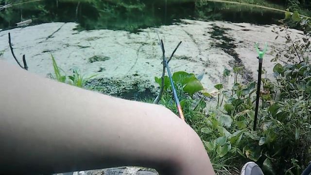 Рыбалка на лесном озере!!! Проверяем, какая рыба здесь водится. смотреть онлайн