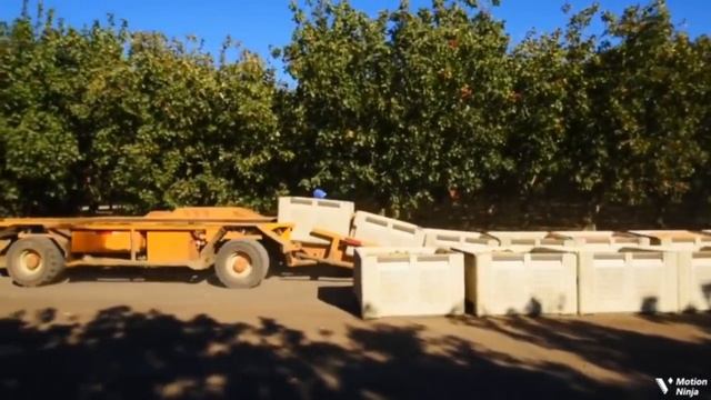 Фисташки | Как их выращивают и обрабатывают! HD 720p