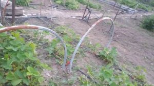 Очень ранний сорт земляники Флер