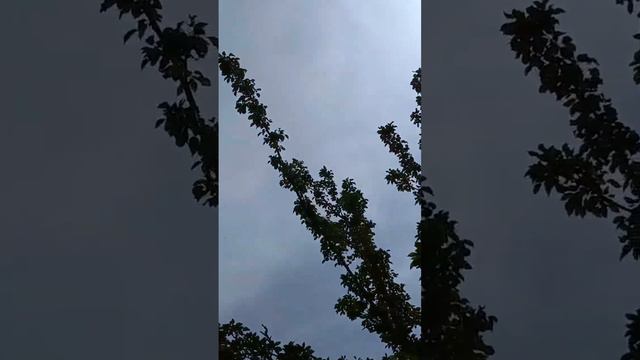 Огромная груша. Заброшенный дачный двор советских времён. смотреть онлайн