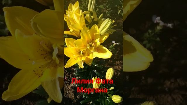 Лилия Фата Моргана